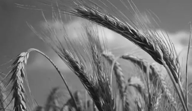Wheat