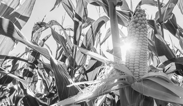 Corn Futures Commodities