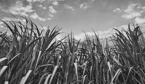 Crops