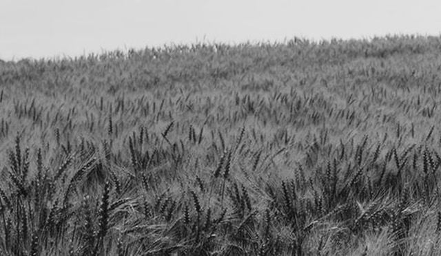 Wheat