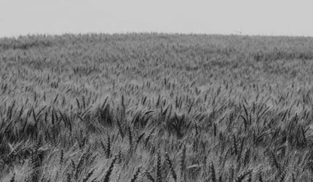 Wheat