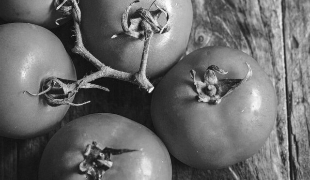 tomatoes