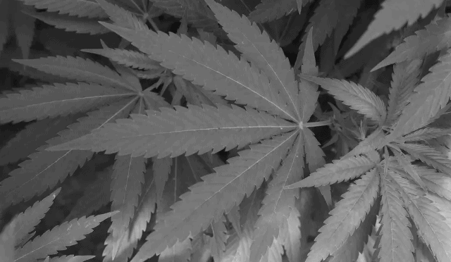 Cannabis stocks