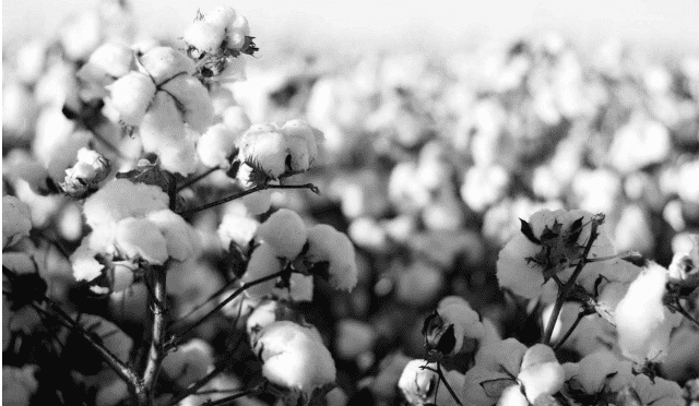 Cotton Futures