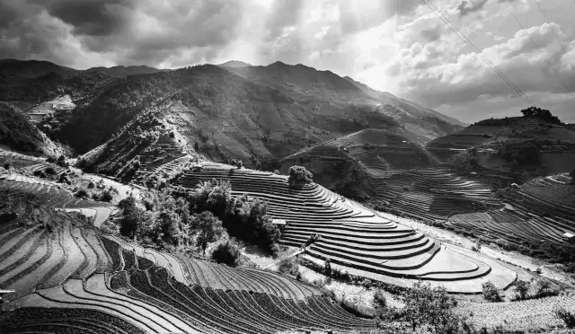 rice fields